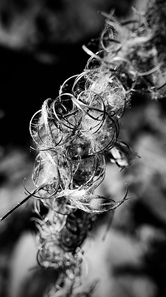 #blackandwhitephotography #monochrome #bnw #nature #flower #plants #garden #sonyalpha #macro  Whisp c.2021 (daily walk, something different)