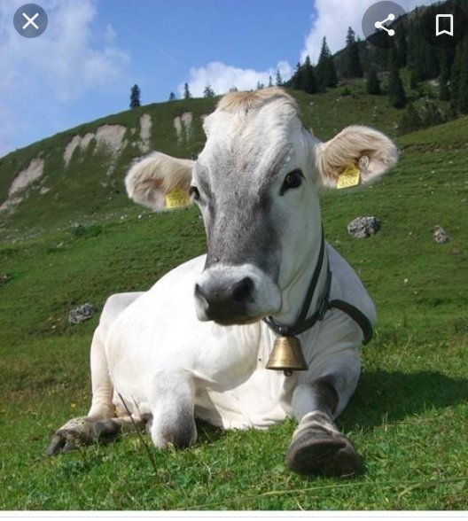 Artık Et fiyatı ateş pahasi olmuş. 
Artık bana tapma zamanı geldi halkın. .....