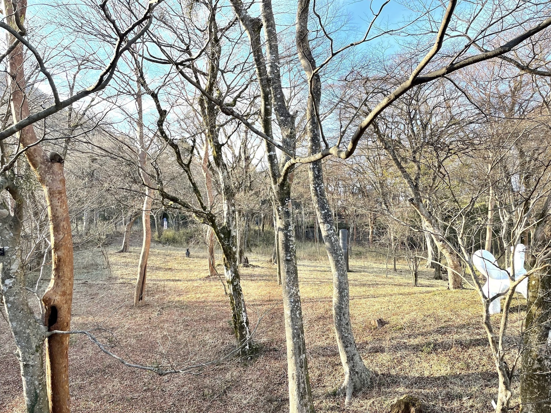 公式 ポーラ美術館 森の遊歩道 では四季折々の自然をご覧いただけます なんと 今日の午後はエントランス付近にムササビが現れました ヒメシャラの木の上で丸まっている愛らしい姿に 多くのお客様や職員もくぎ付けに 警備スタッフ曰く モモンガが