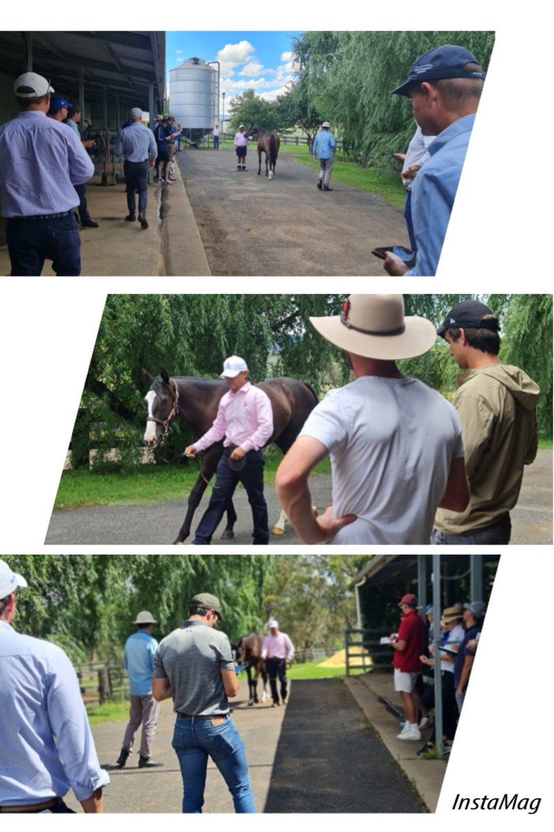 Aliststud's tweet photo. It's been a busy week at our Hunter Valley base farm.
We were delighted to have the team from Magic Millions on farm at our yearling parade. 
Thank everyone:
@pinhookhorses
@mmsnippets
@cmaherracing, @peterobrien2014 @shanemcgrath78 @TripleCrownSynd  @ausbloodstock2
@Garyportelli https://t.co/02btA4Cq62