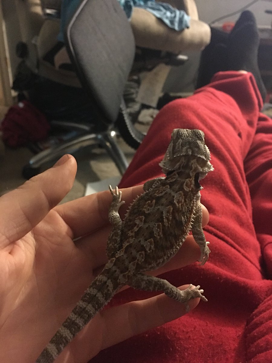 beep blop bloop beardies rule!