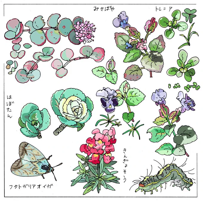🍀植物図鑑🍀
見せばや、トレ二ア、葉牡丹、きんぎょそう
フタトガリアオイガ 