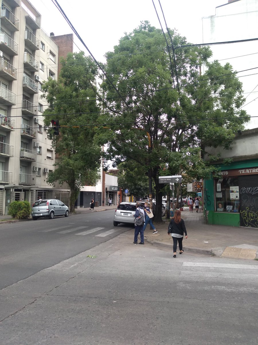GabiPascuero's tweet photo. Abajo de este gran árbol hay un semáforo, estaría bueno que @MunicipioMoron realice el despunte correspondiente así evitamos accidentes de tránsito. https://t.co/bgLVVD3j8G