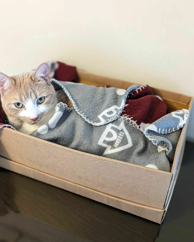 ArchieAndScout's tweet photo. He's a little purrrito! 

#cats #catsofinstagram #catstagram #instagram #catlovers #catlover #catlife #instacat #kittens #kitten #kitty #catoftheday #cute #pet #animals #petsofinstagram #adoptdontshop #kittensofinstagram #cutecats  #kittensoftwitter #catsoftwitter https://t.co/8guiiR97EQ