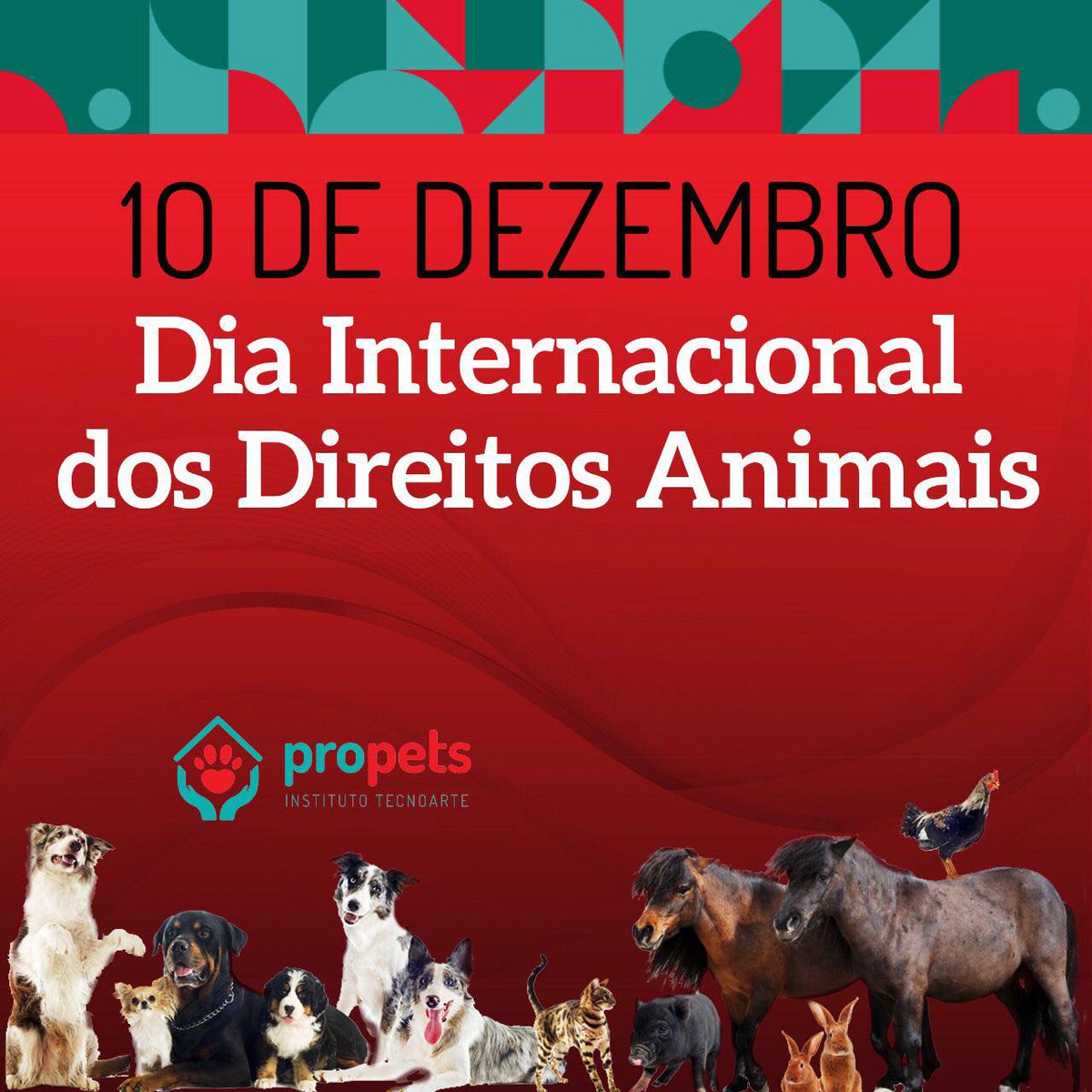 ProPets12's tweet photo. Em 10 de dezembro, comemora-se o Dia Internacional dos Direitos Animais! A data foi criada em 1998 pela ONG Uncaged, da Inglaterra, com o objetivo de destacar a necessidade de inclusão de todos os animais como sujeitos morais, de direito, além de serem capazes de sentir e sofrer. https://t.co/aqgc9IPsHP