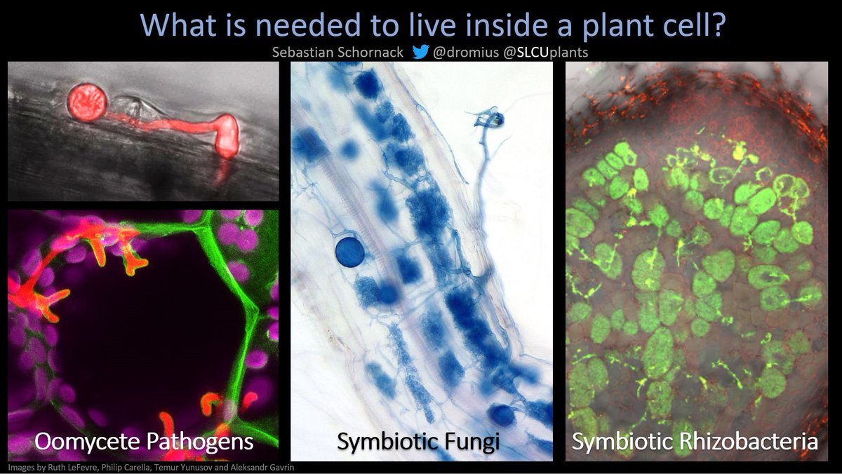 dromius's tweet photo. RT, plz. New year, new postdoc opportunity! Come work with us @SLCUplants @Cambridge_Uni. Know and use biochemical and/or computational approaches to elucidate how plant processes impact on the colonisation by detrimental or beneficial microbes https://t.co/2V6sp42hSd https://t.co/cvUdQ9UG1M