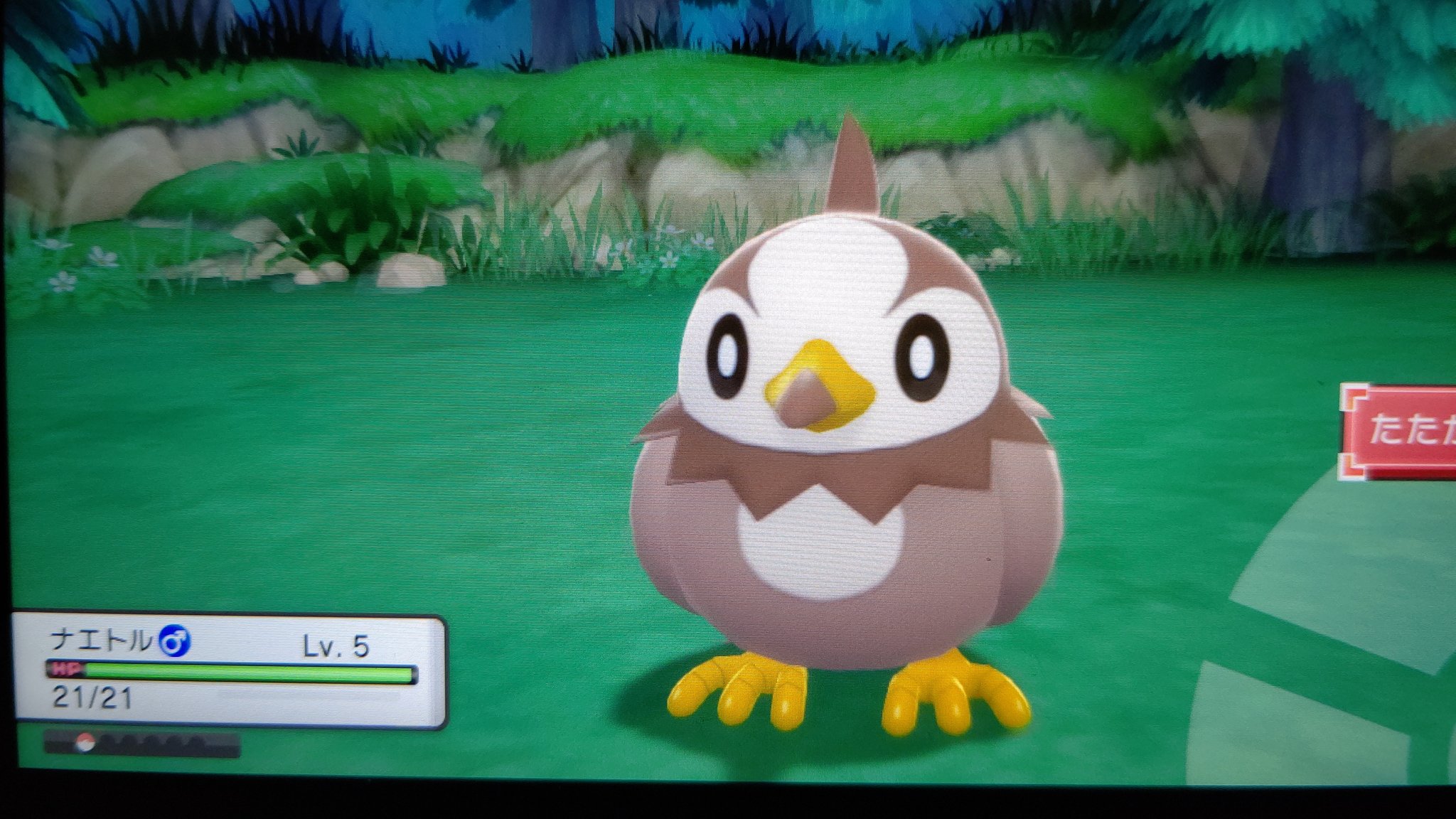 ケンサイ あー ムックルが先に光ってしまうのね ポケモンbdsp 御三家色厳選 T Co 46lvdtmfv8 Twitter ケンサイ あー ムックルが先に光ってしまうのね ポケモンbdsp 御三家色厳選 T Co 46lvdtmfv8 Twitter