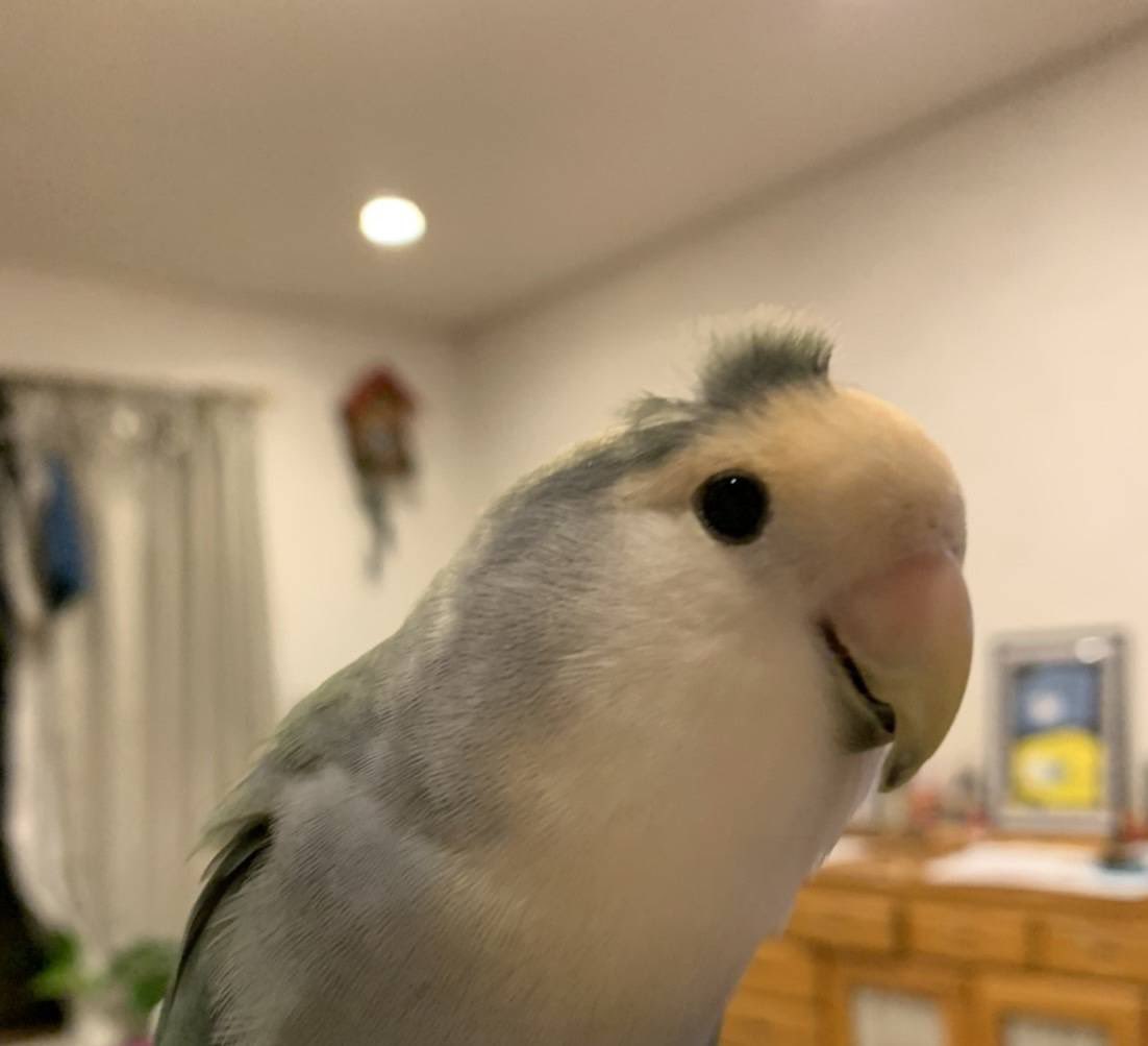 kaitec6's tweet photo. 寝癖ついとるで🦜 https://t.co/eh77hHwPkO