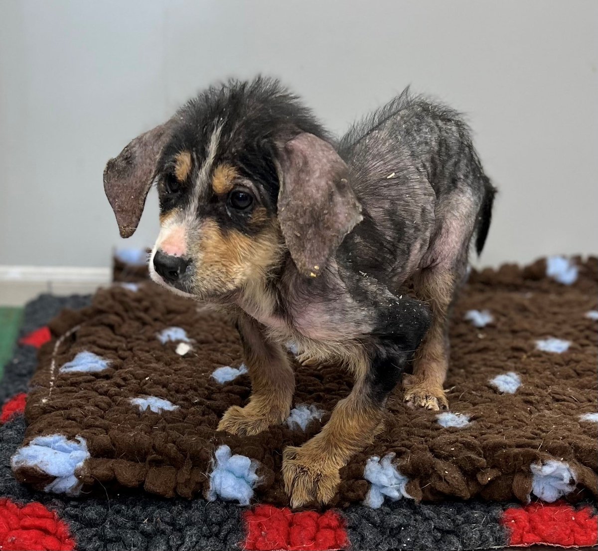 HopeRescue's tweet photo. A shocked member of the public found these approximately 10 week old puppies in her bin this morning in Aberthin. We have named them Sprout and Parsnip. They are covered in fleas and have a skin condition, are underweight and very wobbly as well as having diarrohea. https://t.co/IbgRNlwGuF