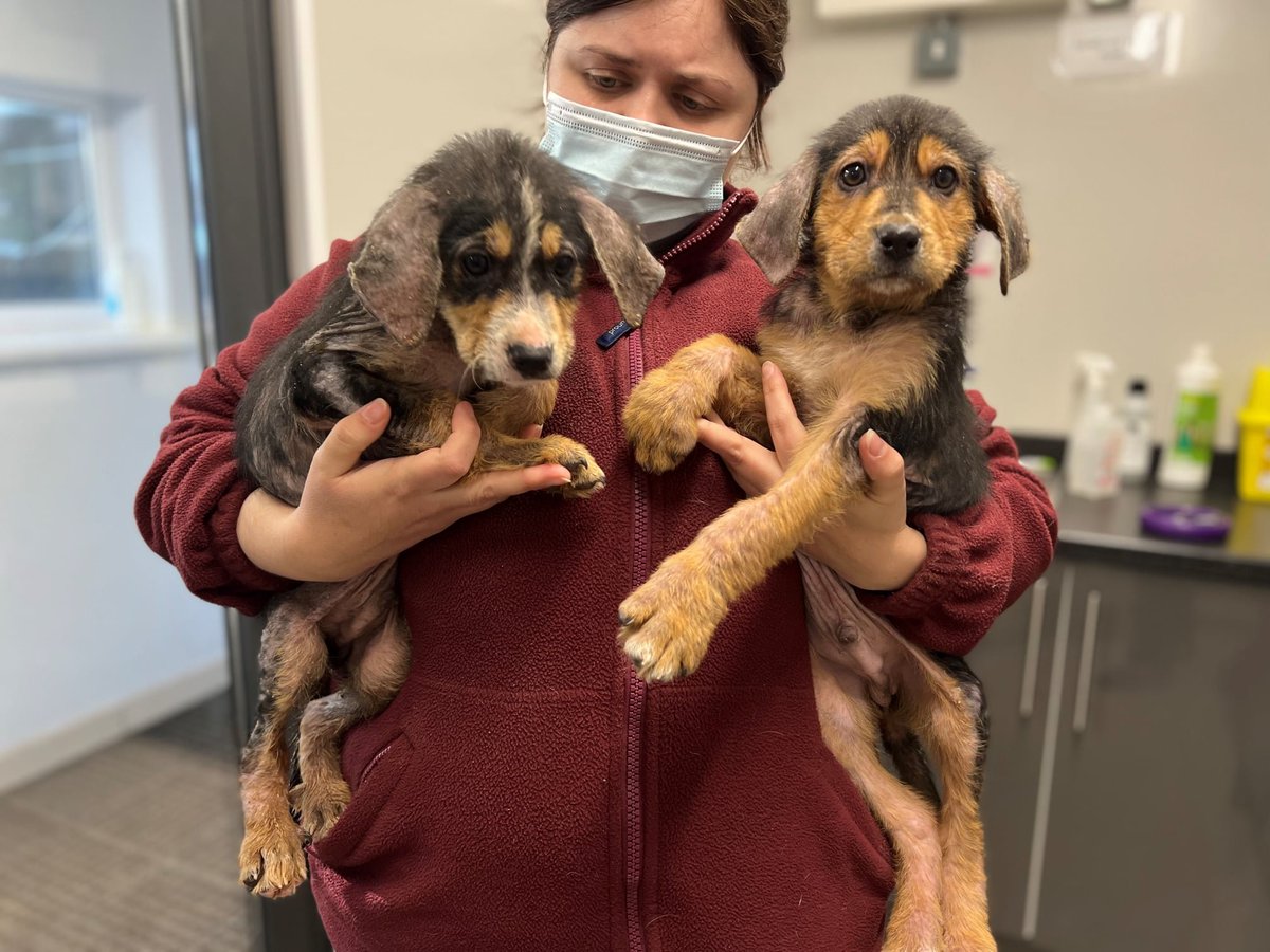 HopeRescue's tweet photo. A shocked member of the public found these approximately 10 week old puppies in her bin this morning in Aberthin. We have named them Sprout and Parsnip. They are covered in fleas and have a skin condition, are underweight and very wobbly as well as having diarrohea. https://t.co/IbgRNlwGuF