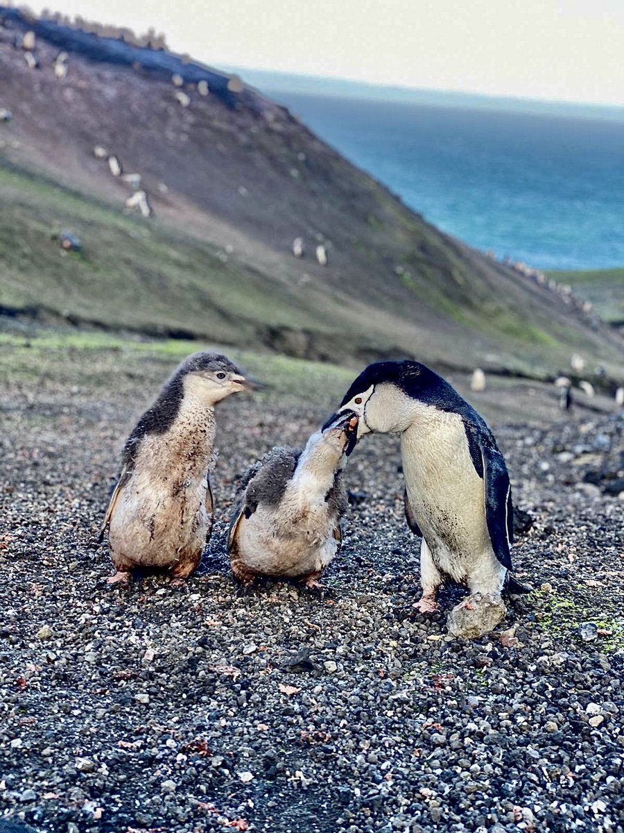 Antartica_ET's tweet photo. 🐧¡APADRINA UN PINGÜINO!🐧

📜Consiga ya su diploma, con nuevo diseño, en el siguiente enlace:

➡️ https://t.co/G6Vcjb2oIA

¡Totalmente gratuito!

Apadrinando se compromete a esforzarse en cuidar el 🌎, mostrando su respeto al #MedioAmbiente♻️

#CampañaAntártica 
@EjercitoTierra https://t.co/c0avaXG0EV