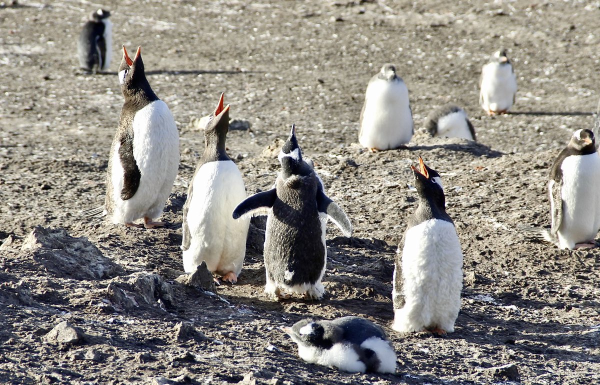Antartica_ET's tweet photo. 🐧¡APADRINA UN PINGÜINO!🐧

📜Consiga ya su diploma, con nuevo diseño, en el siguiente enlace:

➡️ https://t.co/G6Vcjb2oIA

¡Totalmente gratuito!

Apadrinando se compromete a esforzarse en cuidar el 🌎, mostrando su respeto al #MedioAmbiente♻️

#CampañaAntártica 
@EjercitoTierra https://t.co/c0avaXG0EV