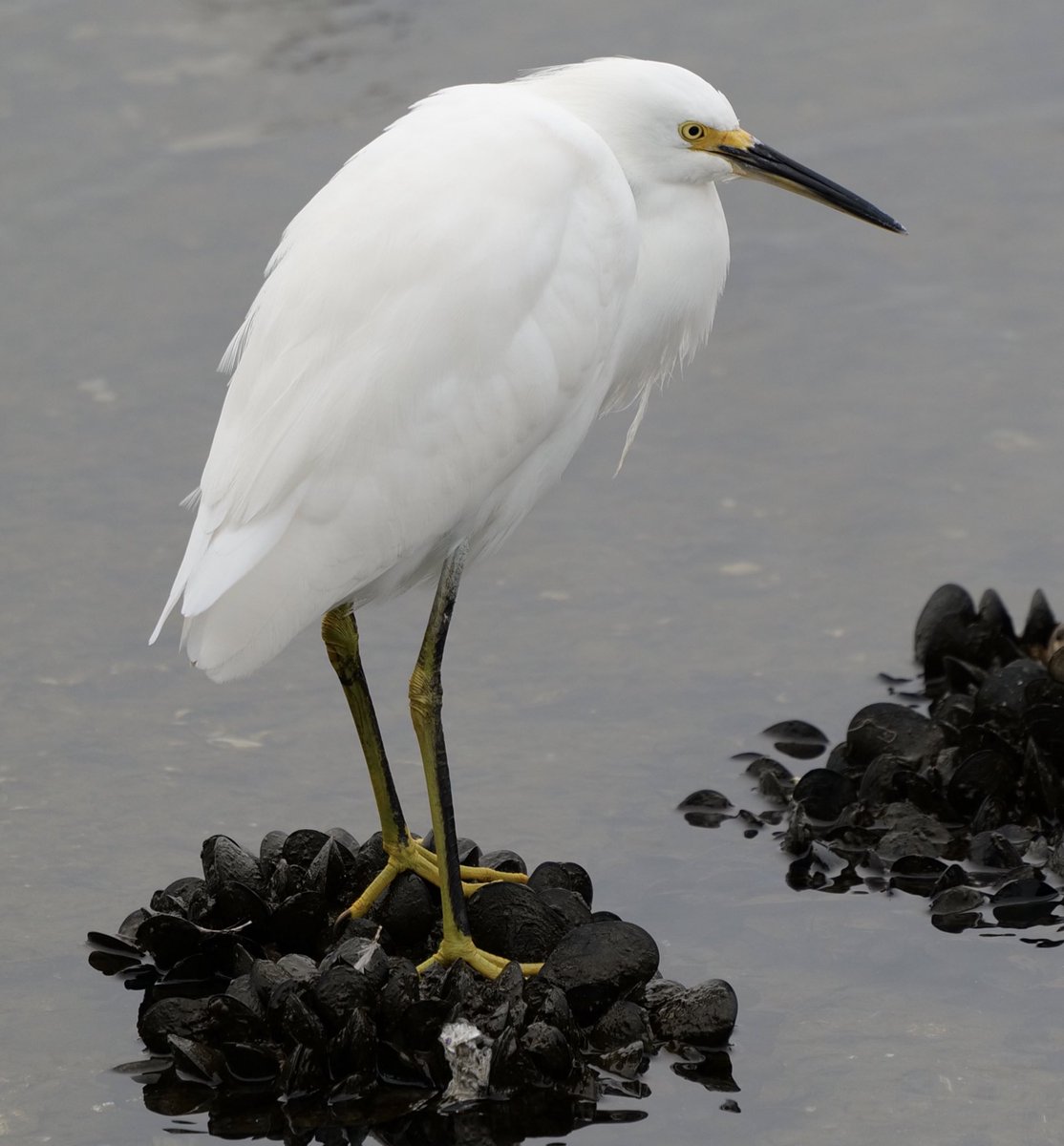 Barbara Coll tweet media