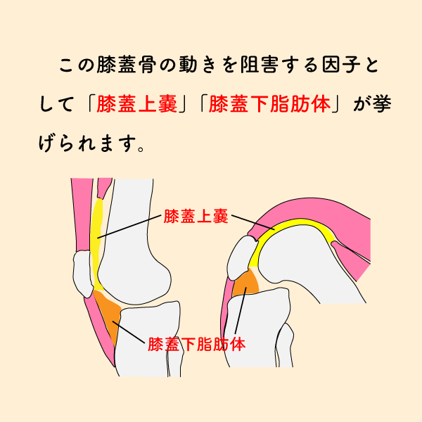 riha_note's tweet photo. 膝関節治療において必須の知識です💡

新人セラピストの方は、とりあえずこの内容だけは押さえておきましょう。
関節可動域制限は周囲組織との関係性を理解することが重要です。 https://t.co/vJVJ63xSOf