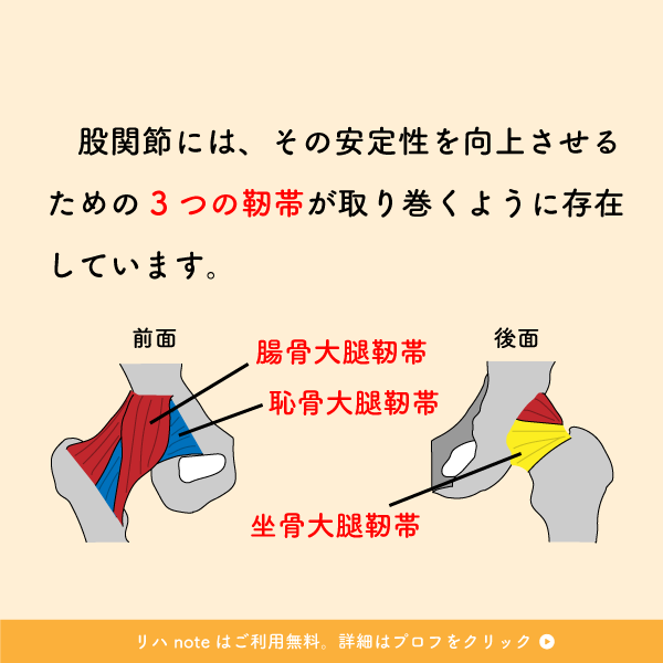 riha_note's tweet photo. 股関節の動きを制限する靭帯💡

股関節治療で押さえておくべき基本的内容です。
この役割を理解して関節の動きを誘導する必要があります。 https://t.co/tklQuD6EdW