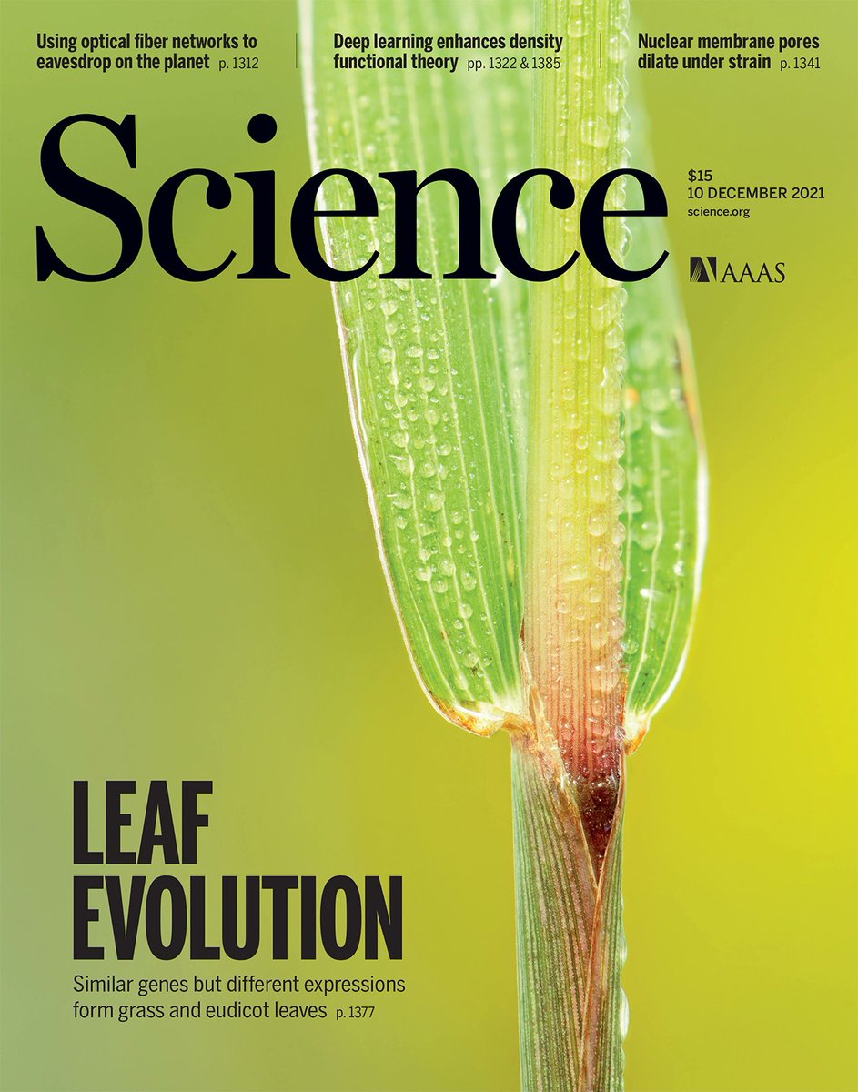 InnerWorlds1's tweet photo. Very proud of our collaborative paper on how grass leaves grow and how common mechanisms of development are shared with eudicot plants! https://t.co/zcZdhvGybN #plantsci #Development @JohnInnesCentre @Dr_AnnisR @JieCheng14 @GEN_ISP_JIC @Cornell @PMB_Berkeley @InstMolPlantSci https://t.co/XboPeV7g1b