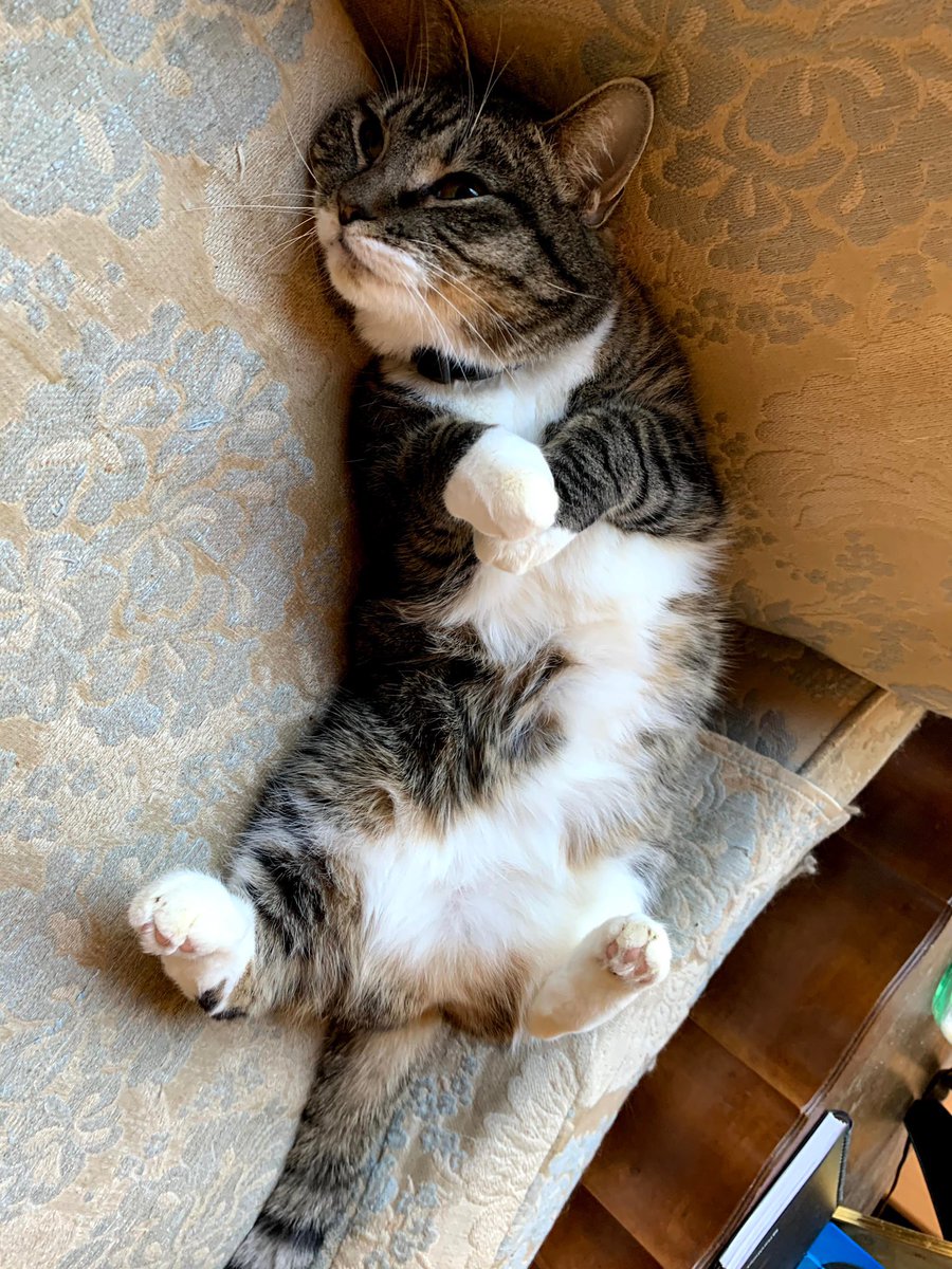 shira_porter's tweet photo. Pictures of my cat being absolutely adorable to make your morning 🐱 #CatsOfTwitter https://t.co/kbD7gtJemC