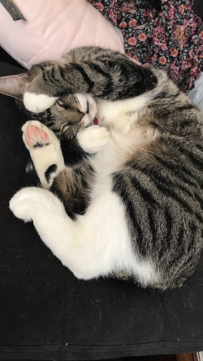 shira_porter's tweet photo. Pictures of my cat being absolutely adorable to make your morning 🐱 #CatsOfTwitter https://t.co/kbD7gtJemC