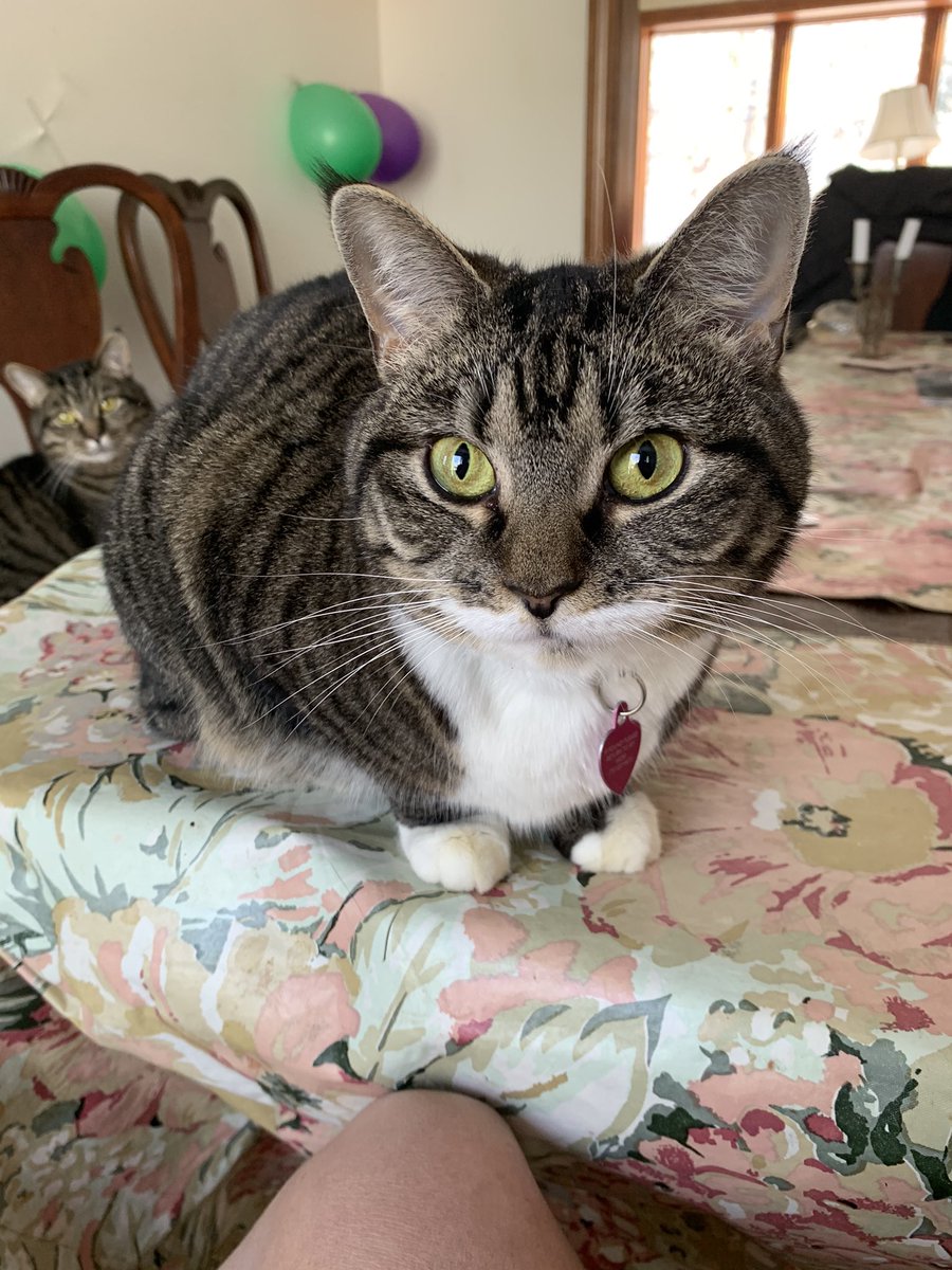 shira_porter's tweet photo. Pictures of my cat being absolutely adorable to make your morning 🐱 #CatsOfTwitter https://t.co/kbD7gtJemC