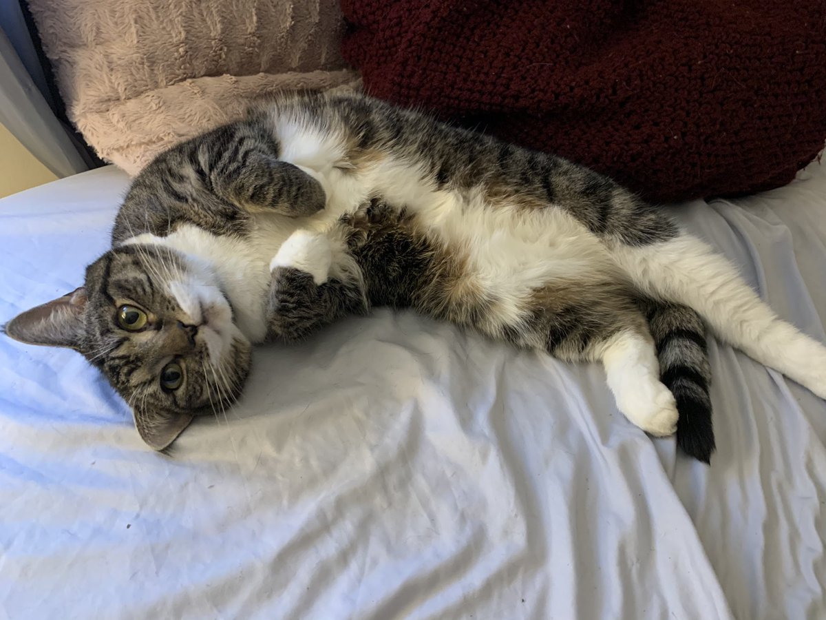 shira_porter's tweet photo. Pictures of my cat being absolutely adorable to make your morning 🐱 #CatsOfTwitter https://t.co/kbD7gtJemC
