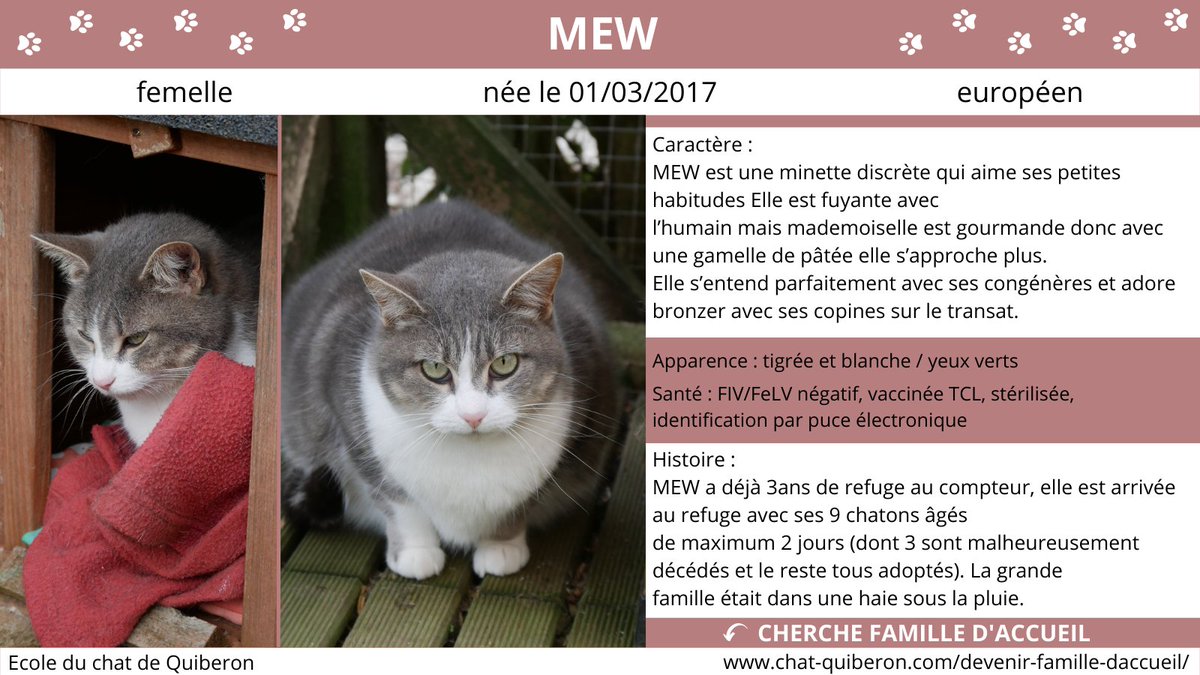 ChatQuiberon's tweet photo. MEW cherche une Famille d'Accueil 😻

Proche de #Quiberon #Morbihan (56)

Elle est discrète et aime ses habitudes. Mew aimerait prendre confiance en l'humain...

Ca vous tente ?
👉 https://t.co/VPuQrfRutb https://t.co/lOsnEqUvDB