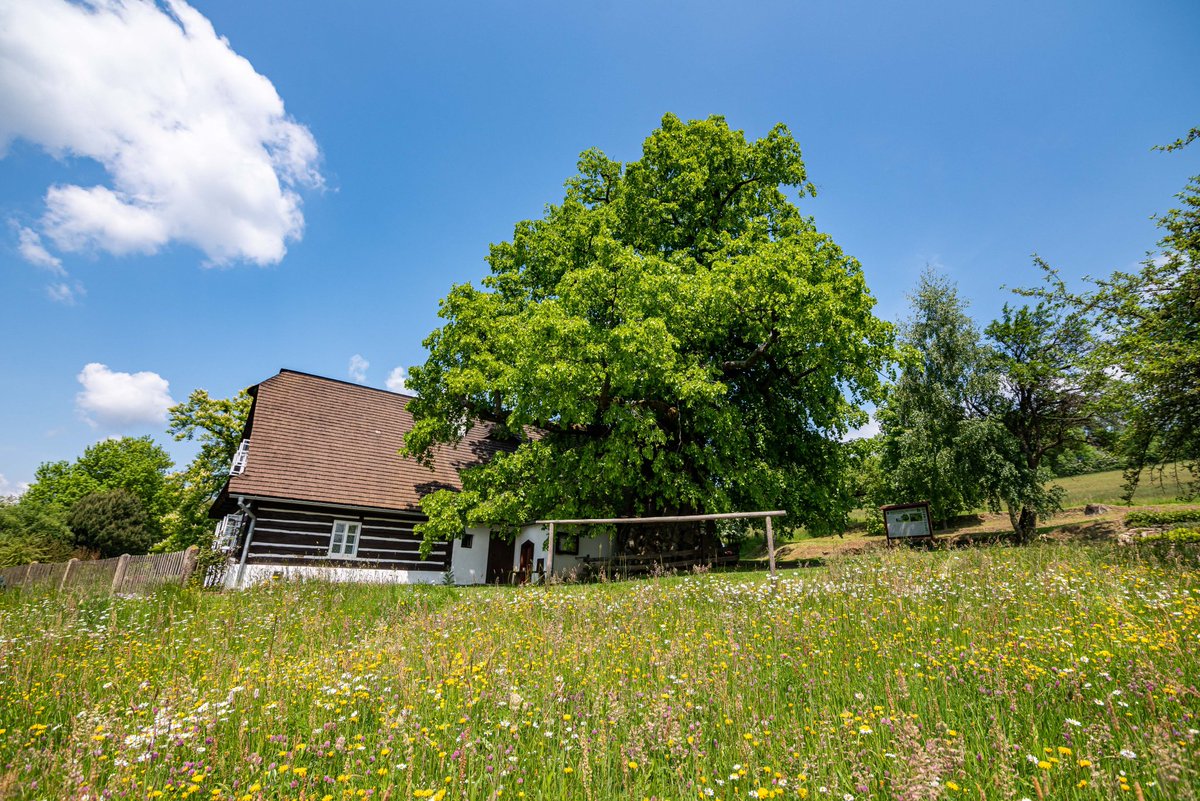 Do soutěže Evropský strom roku 2022 (European Tree of the Year <a href="/TreeoftheYear/">Tree of the Year</a>) míří vítězka ankety <a href="/Partnerstvi/">Nadace Partnerství</a> (📷+obec+PK) z ČR Zpívající lípa z Telecí (SY).Hlasovat se bude v 2/2022.V kondici je strom díky péči CHKO Ždárské vrchy a arboristy M.Němce,o lípu se stará od r.1986.