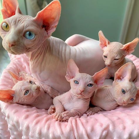 Sphynxkittens Twitter Search Twitter Sphynxkittens Twitter Search Twitter