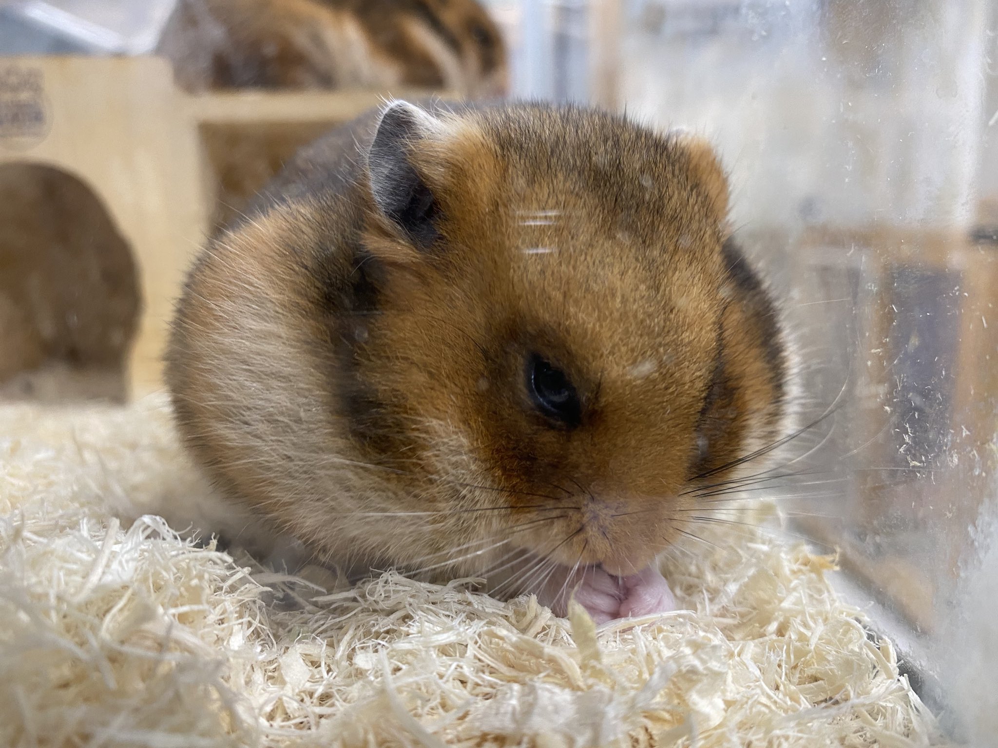 埼玉動物海洋専門学校 三角筋が凄いゴールデンハムスター 頬袋に餌がパンパンに詰まってるだけ ゴールデンハムスター 埼玉動物海洋専門学校 T Co Vfsh1w45r7 Twitter
