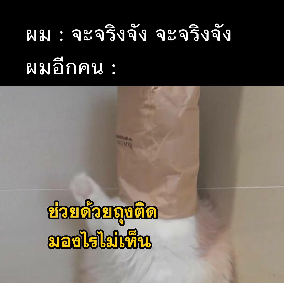 ช่างแม่ง🐰🏳️🌈 tweet media