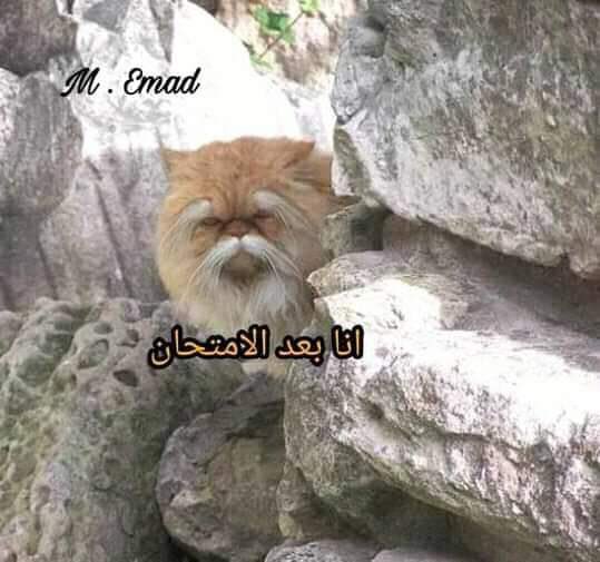 كثرة الاخطاء تجعلك حكيماً :