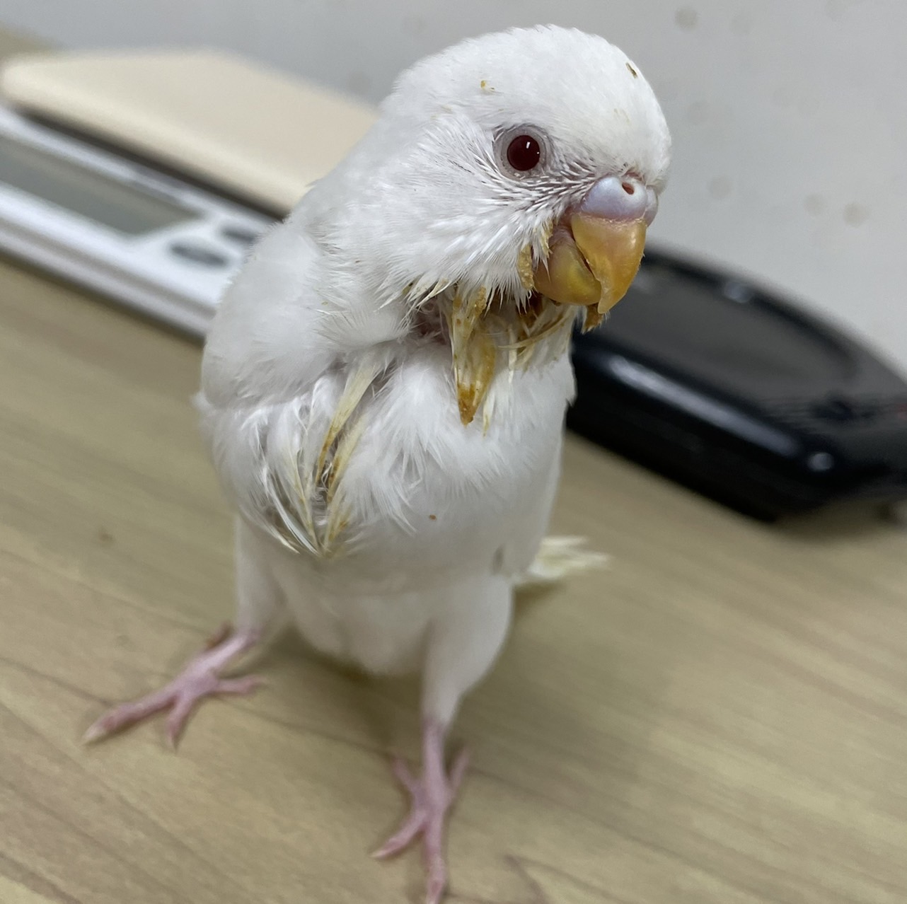 小鳥とハ虫類のペット屋さん セキセイインコさん ブルー アルビノ パステルレインボー グリーンがいます ひとりごはんです 小鳥とハ虫類のペット屋さん セキセイインコブルー セキセイインコアルビノ セキセイインコパステルレインボー セキセイ