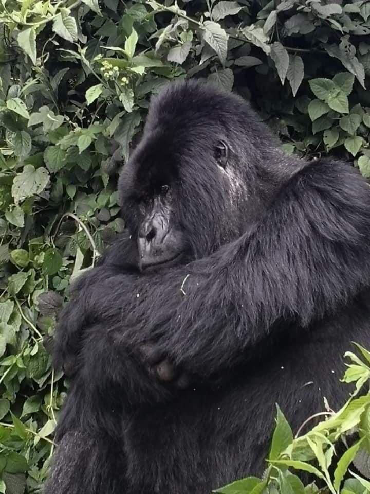 WildlifeTours Rwanda (@wildlifetoursrw) on Twitter photo 