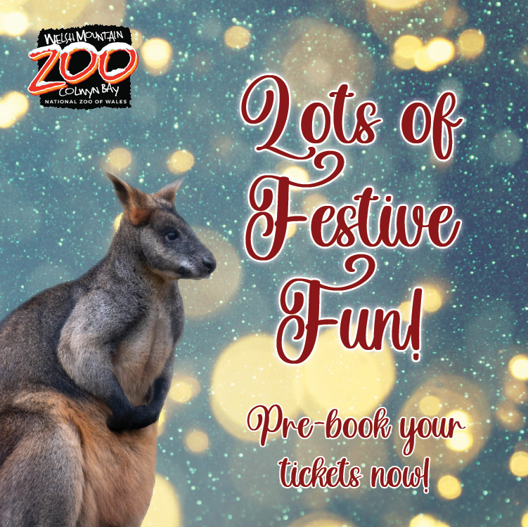 WelshMountainZo's tweet photo. Don't forget that our ✨HALF PRICE✨ offer starts tomorrow! 🎅
Find out more about our Christmas festivities here 👇
https://t.co/V8DUhJeO7q
#Christmas2021 #FestiveSeason #JoinUs #ThisDecember #HalfPriceTickets #WelshMountainZoo #NationalZooOfWales
📷 Matt Rimmer https://t.co/HTJaYJf0uq