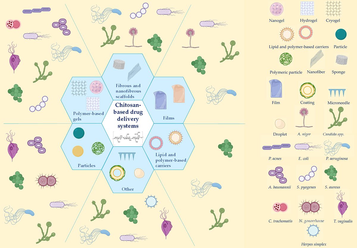 The Expanded Role of Chitosan in Localized Antimicrobial Therapy dlvr.it/SF5zGB #excipients #pharmaceutical #formulation