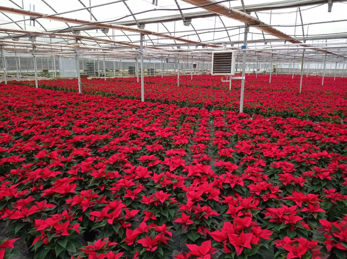 GaliciaCalidade's tweet photo. 🌺 Planta de Nadal.
🔹 Esta planta está certificada por Galicia Calidade, e hoxe querémosvos ensinar algún dos viveiros nos que crecen.
Aínda non tes a túa planta de Nadal? Corre a pola túa 🏃
#FlordeNadal #GaliciaCalidade #Nadal #PlantadeNadal #Viveiros https://t.co/rBAJC7OlaX