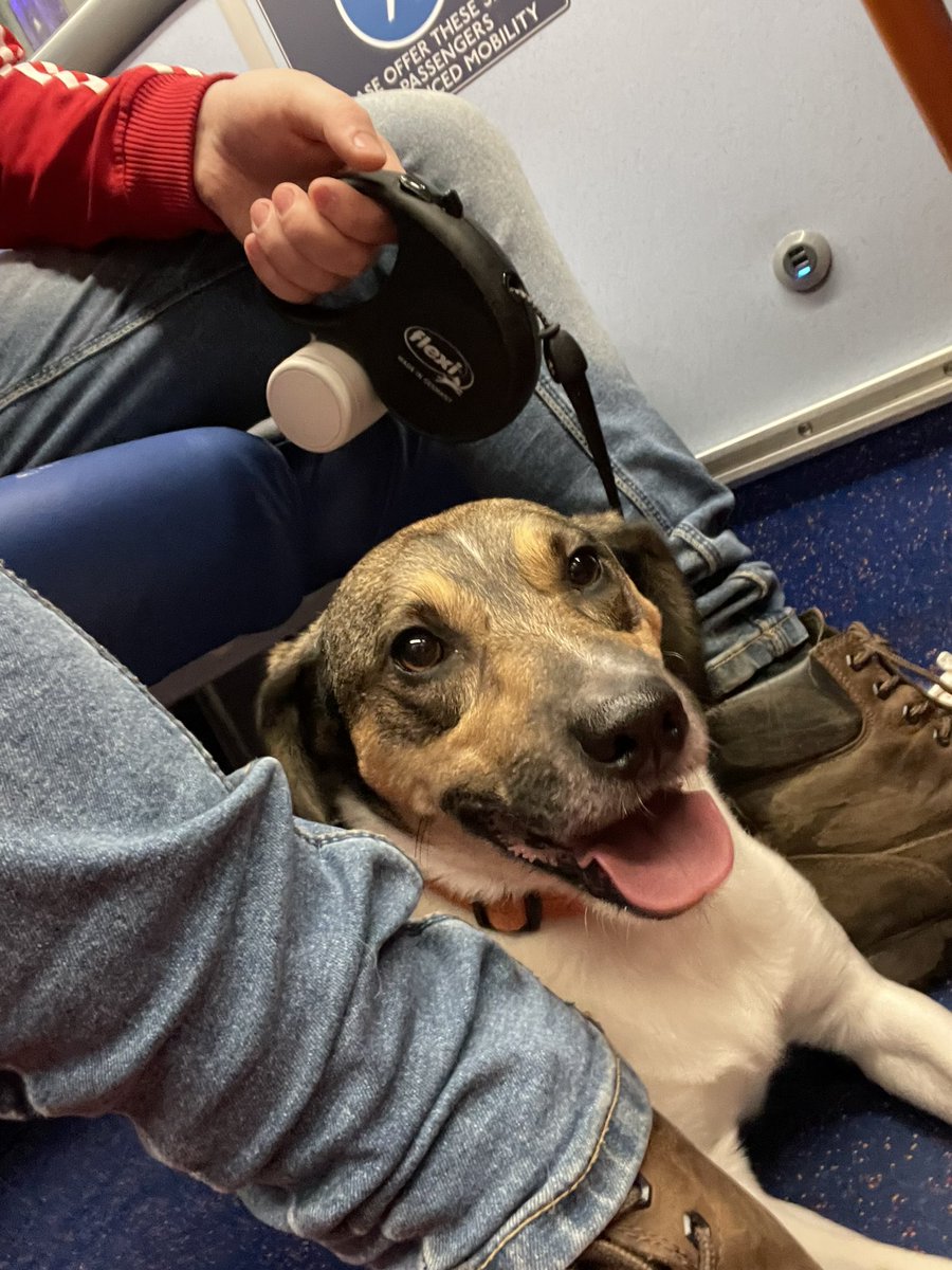 ferranski's tweet photo. @StagecoachGM , just wondering why you have inconsistent dog pricing? Totally happy to pay. But why £1 for one trip and 50p for another? It’s giving him size anxiety! 😂 https://t.co/cJjURUi40Q