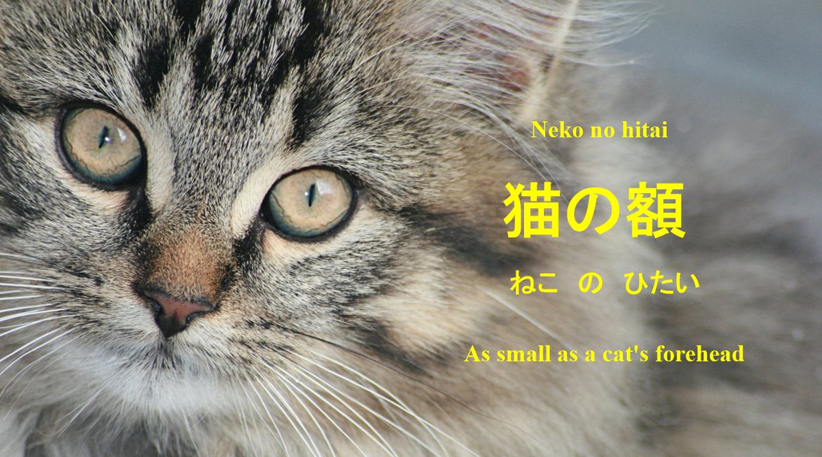 猫 の 額 ほど の 庭