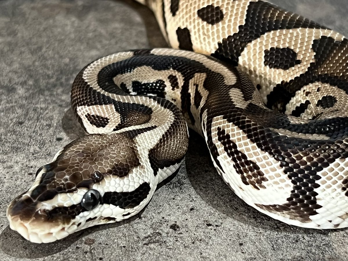 CMAIN_MORPHS's tweet photo. New 🤍🖤
Pastel Leo VPI Axan het clown 
画像では伝わり難いけど、かなりの銀蛇🤍🔥

@DeuReptiles 
#ballpython 
#ballpythons 
#ballpythonclown
#ballpythonaxanthic
#axanthicclown https://t.co/2oXSQLosnp