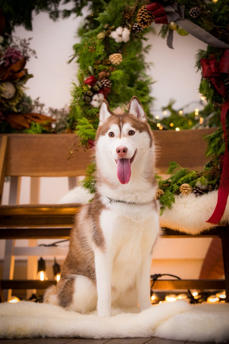 犬のよさ Min T ミント