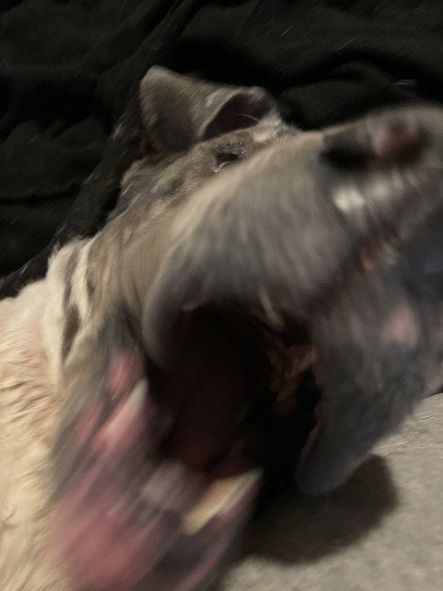 Hanker_Doo's tweet photo. Frenz. Times are desperate. Mom says I need…
A BATH!
Nooooooooooooooo!! #DogsofTwittter #bath #sendbacon https://t.co/9KzkEf0PRS