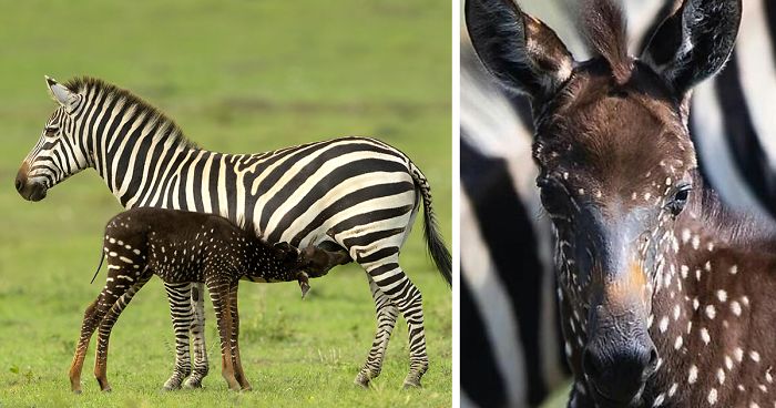 The world's rarest zebra, Tira was born in Masai Mara National Reserve ...