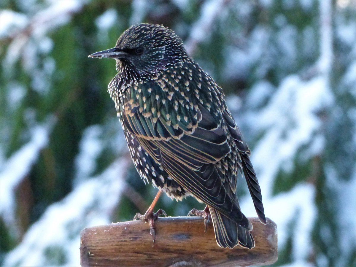 bidebermill's tweet photo. @Elliejaymae @ThePhotoHour The green version ! Those feathers are amazing - colour changes with the light https://t.co/EDQ0Mn85C0