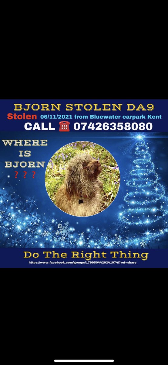 #Xmas is fast approaching, and all I can think about is getting our boy home💔 if you have seen ANYTHING, smallest slightest thing might be the reason he gets home. Just call/text 🙏🏼 #stolendog #dogtheft #findbolonkabjorn