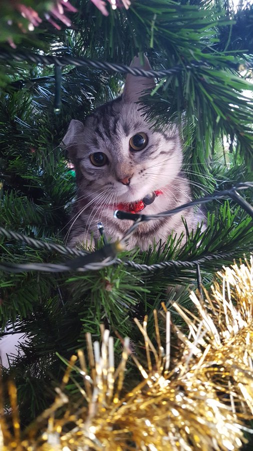 SusanCalman's tweet photo. Susan's #CatOfTheDay is Storm.
Thank you @leighislay2006 for sharing this pic!
#CatVsXmasTree 🎄 https://t.co/LqhYaMrQtY