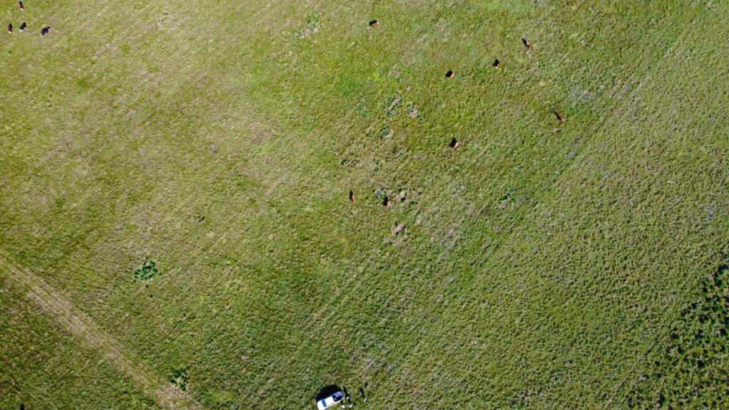 JaurenaMartin's tweet photo. Para este #ViernesDeCampoNatural les dejo una foto de Jonathan Luberiaga de un campo natural de Canutillo pastoreado con vacas “visto desde el espacio” https://t.co/U9wlEzpm6o