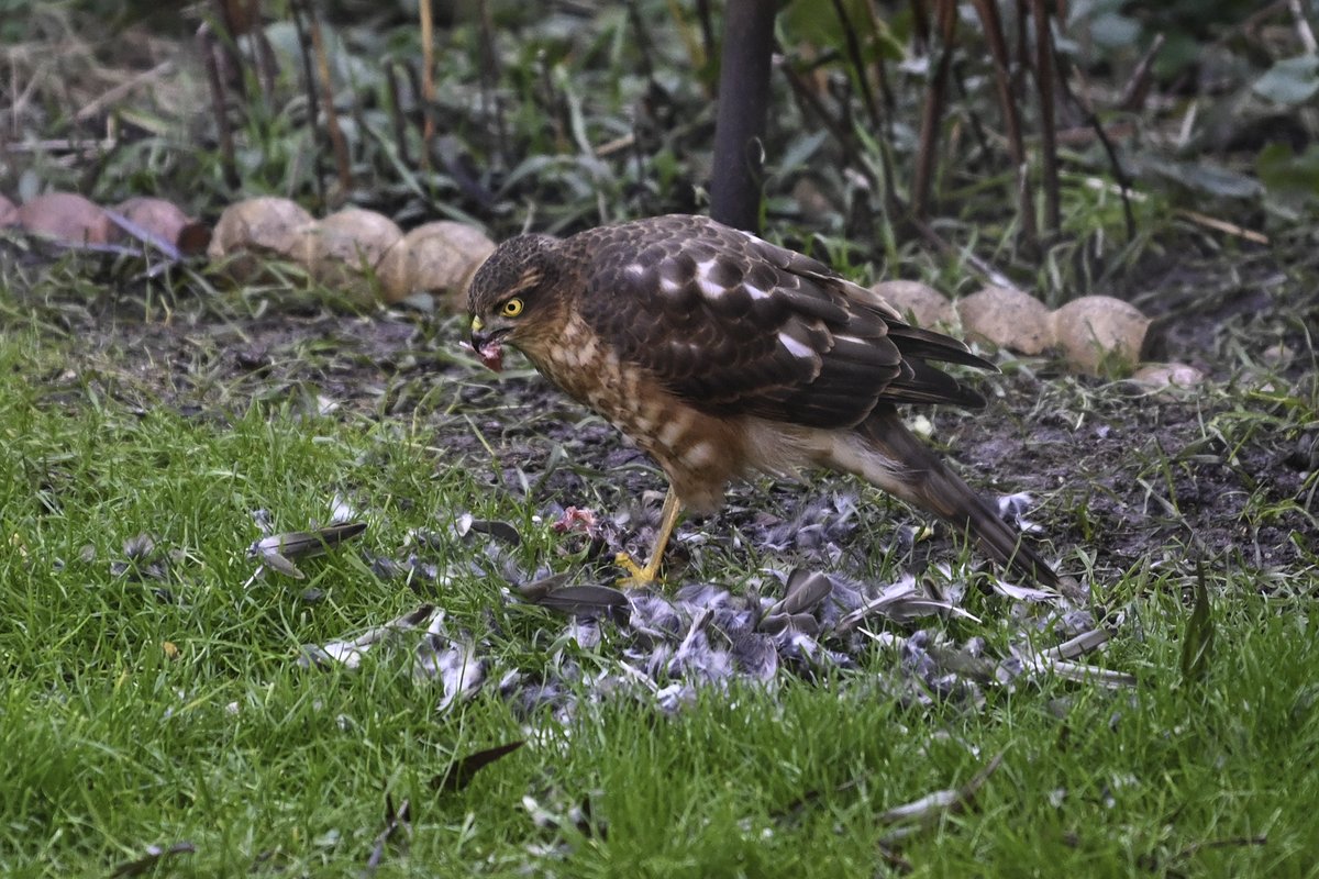 sharpimage_net's tweet photo. Interesting visitor for breakfast this morning to our small garden in Central Southsea #Portsmouth #Southsea #Sparrowhawk https://t.co/z56UbCrPaX