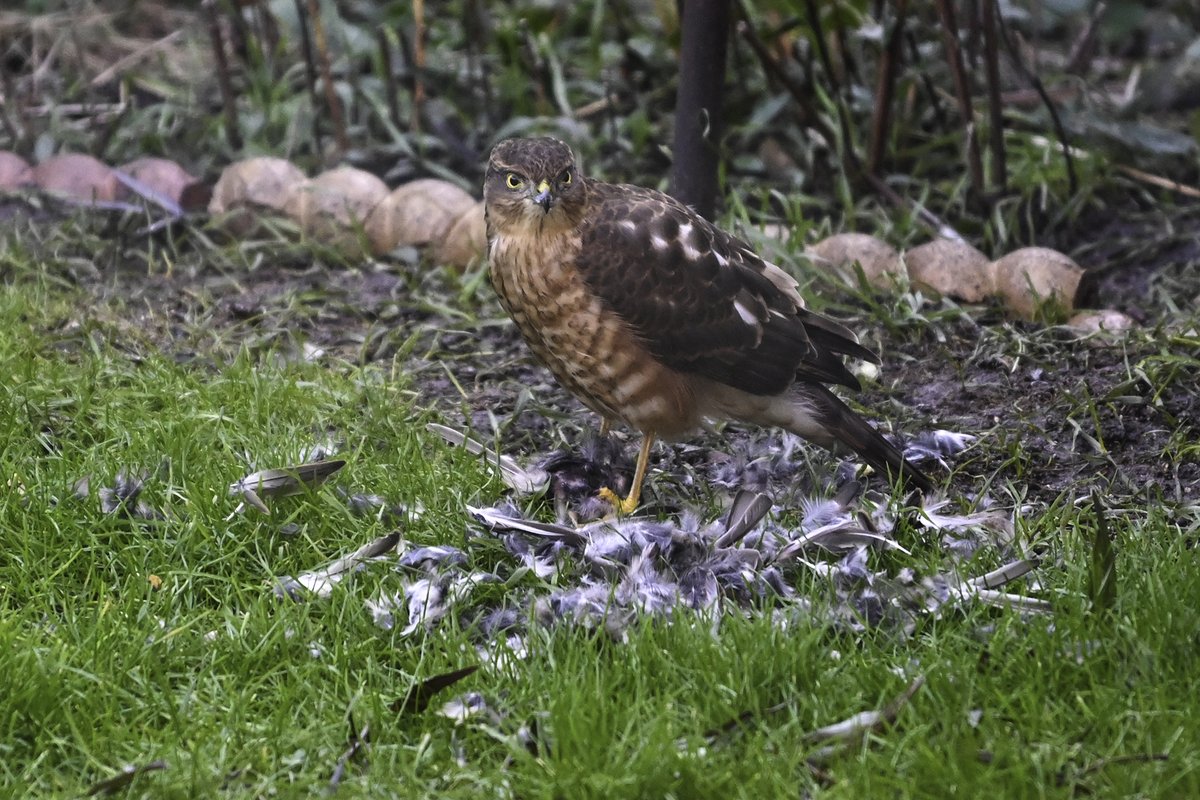 sharpimage_net's tweet photo. Interesting visitor for breakfast this morning to our small garden in Central Southsea #Portsmouth #Southsea #Sparrowhawk https://t.co/z56UbCrPaX