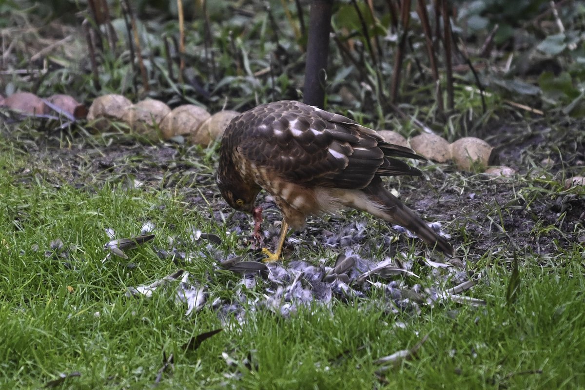 sharpimage_net's tweet photo. Interesting visitor for breakfast this morning to our small garden in Central Southsea #Portsmouth #Southsea #Sparrowhawk https://t.co/z56UbCrPaX
