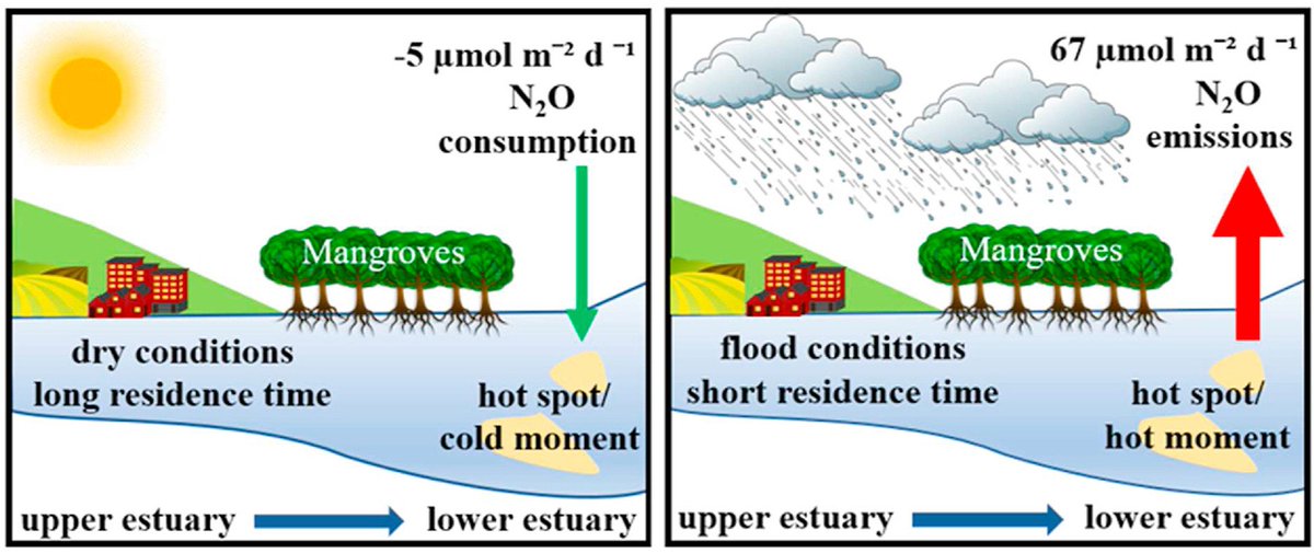 Barefoot_Lab's tweet image. Nitrous oxide hot moments and cold spots in a subtropical estuary: Floods and #mangroves

A comprehensive combination of seasonal surveys and high frequency #N2O observations during a flood. 

First paper by Rebecca Woodrow with support from so many:

authors.elsevier.com/c/1eDP5~1MBfsK3