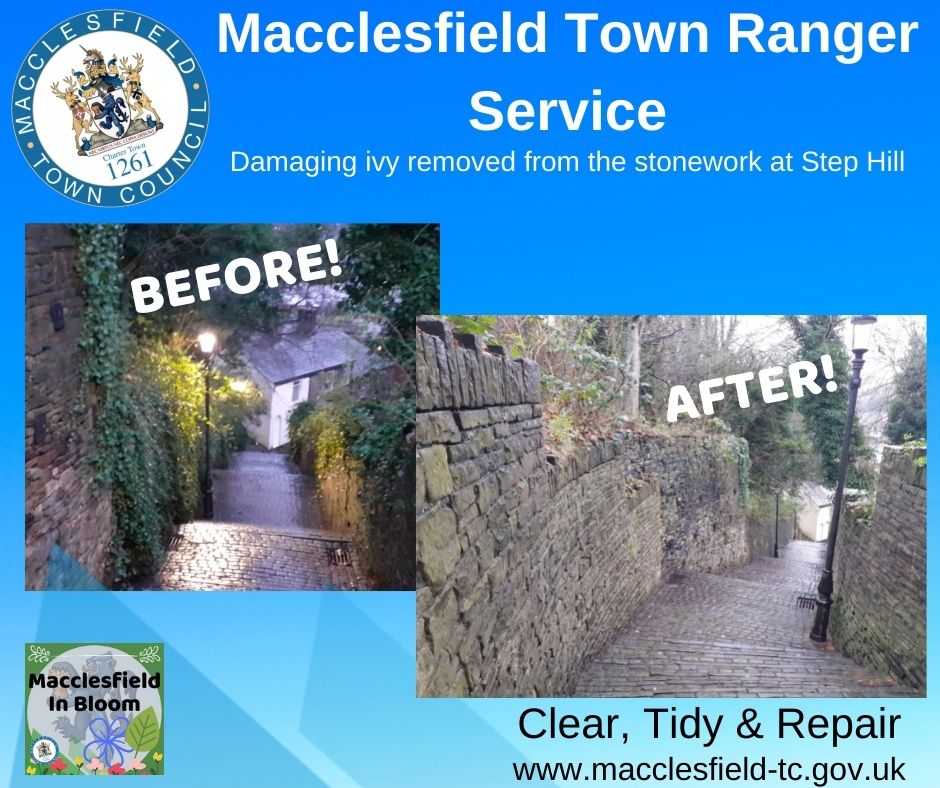MaccRanger's tweet photo. Ivy on stonework can look lovely but can also damage the stone.  We've cut it back to prevent damage and it's made the steps at Step Hill look so much lighter and cleaner.   #macclesfield #cleanandtidy https://t.co/5AEqwlxmrM